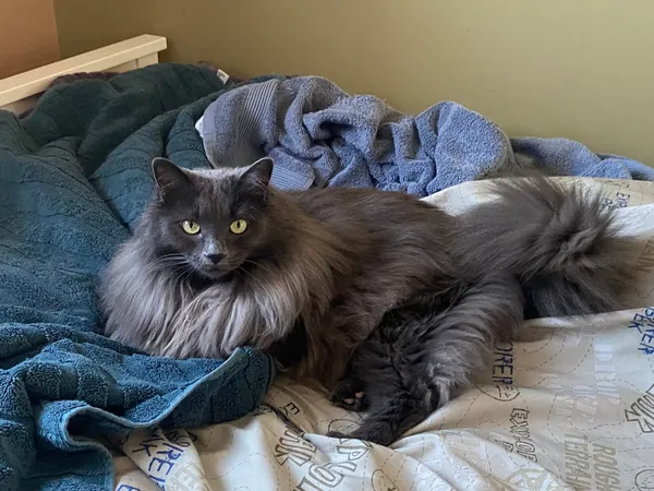 Photo of a grey cat with yellow eyes