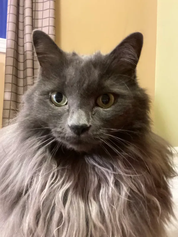 Photo of a grey cat with yellow eyes