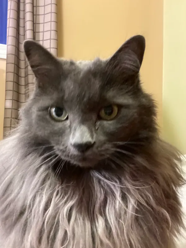 Photo of a grey cat with yellow eyes