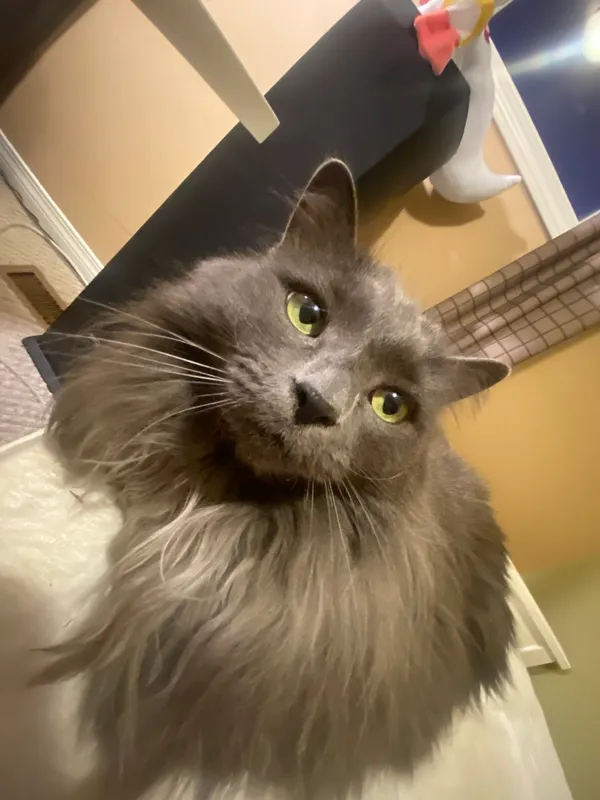 Photo of a grey cat with yellow eyes