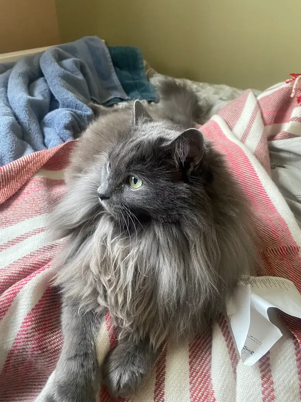 Photo of a grey cat with yellow eyes