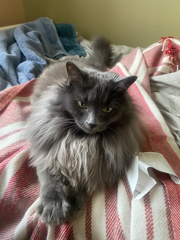 Photo of a grey cat with yellow eyes