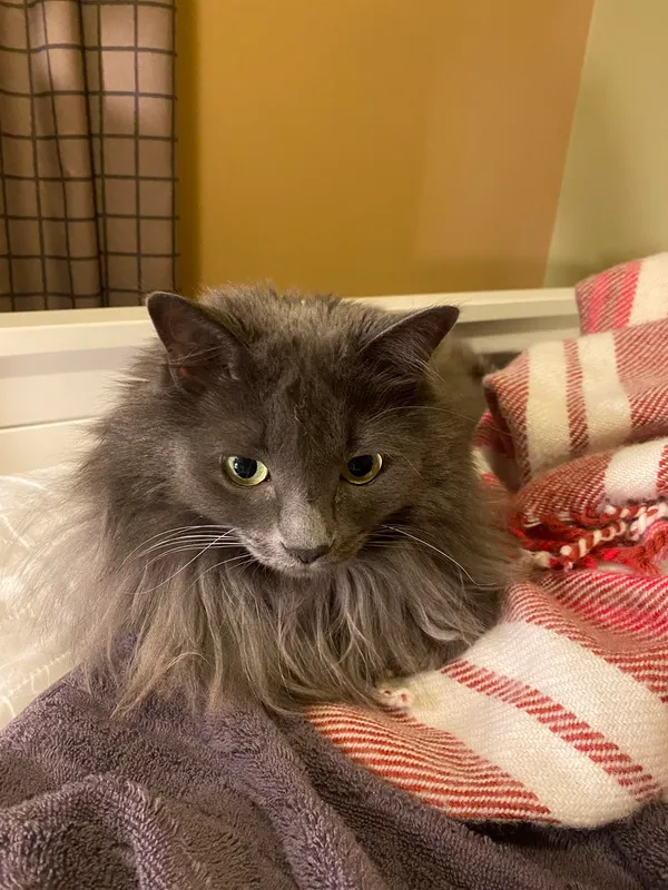 Photo of a grey cat with yellow eyes