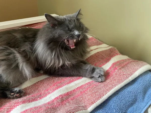 Photo of a grey cat with yellow eyes